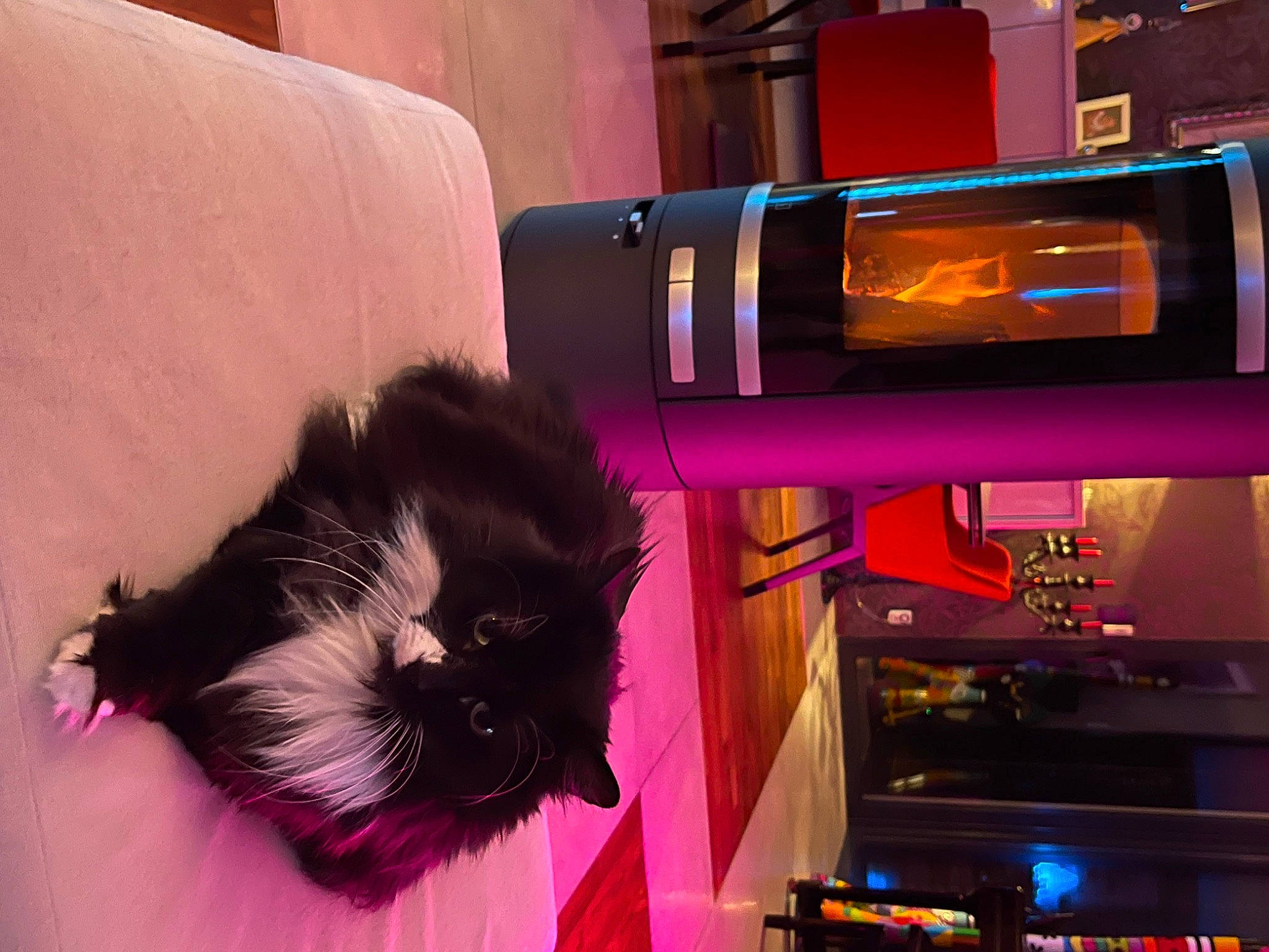 Réglisse a rejoint le concours — aidez-le/la à gagner de superbes lots ! carnivore, cat, comfort, companion_dog, dog_breed, felidae, fur, lap, machine, magenta, purple, room, small_to_medium_sized_cats, tail, whiskers