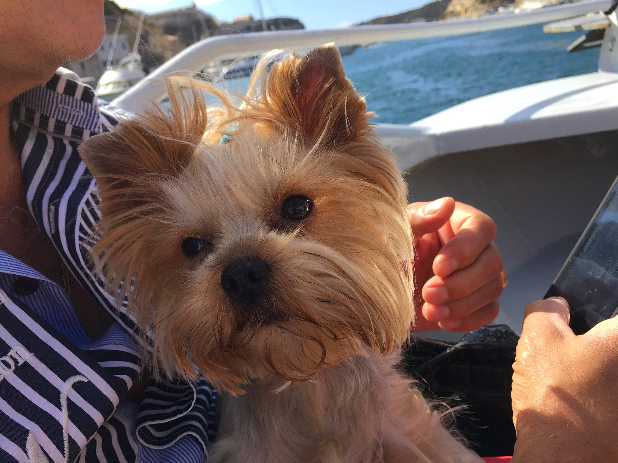 Galaxie participe au concours pour gagner de l'argent avec cette photo : biewer_terrier, canidae, carnivore, companion_dog, dog, dog_breed, fawn, fur, grass, puppy, recreation, sky, small_terrier, snout, sporting_group, terrier, toy_dog, windshield, working_animal, yorkshire_terrier