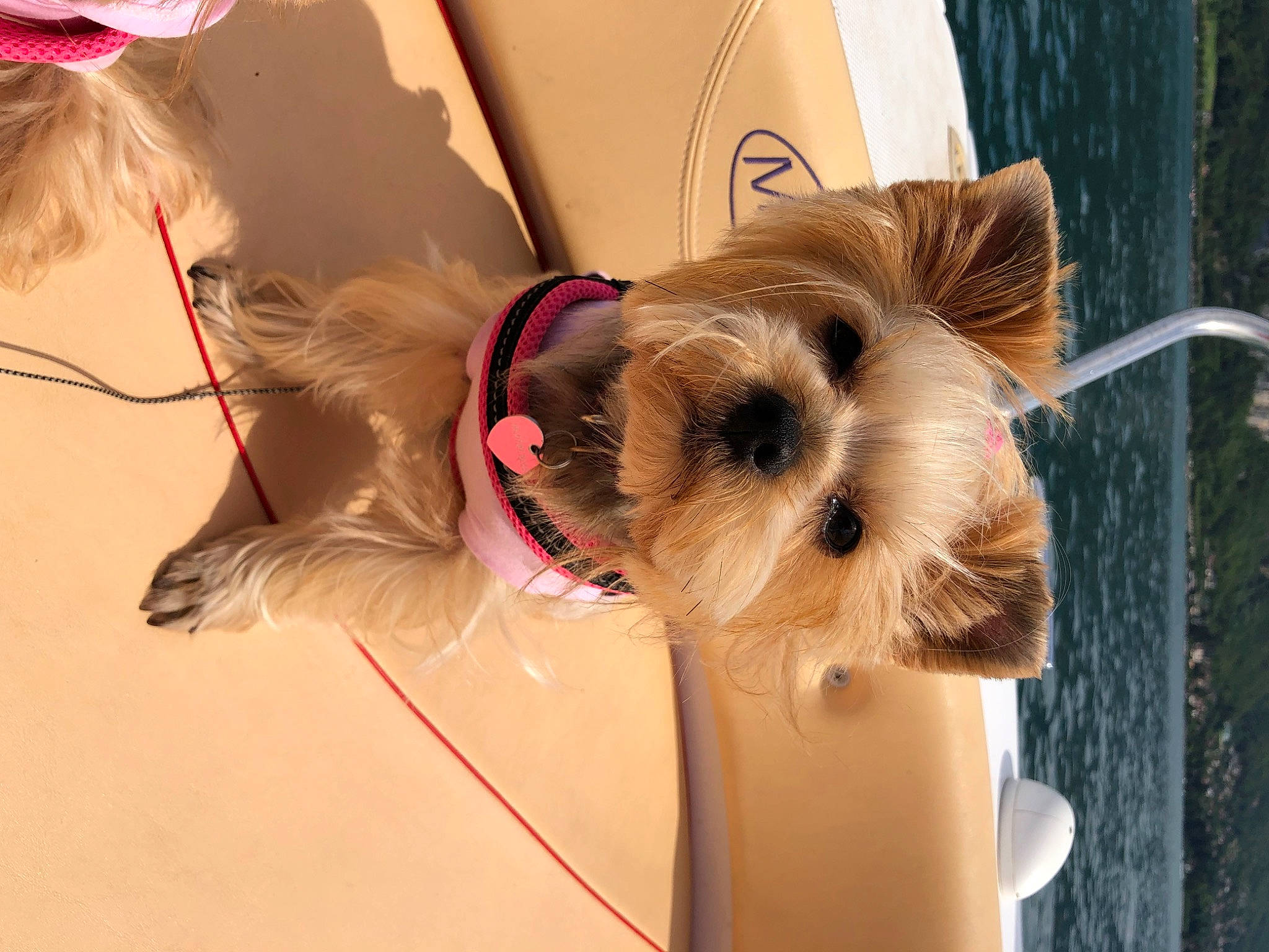 Galaxie participe au concours pour gagner de l'argent avec cette photo : bag, camera, canidae, carnivore, collar, companion_dog, dog, dog_breed, dog_clothes, dog_supply, eyewear, fashion_accessory, fawn, fur, small_terrier, sporting_group, stuffed_toy, toy, toy_dog, working_animal