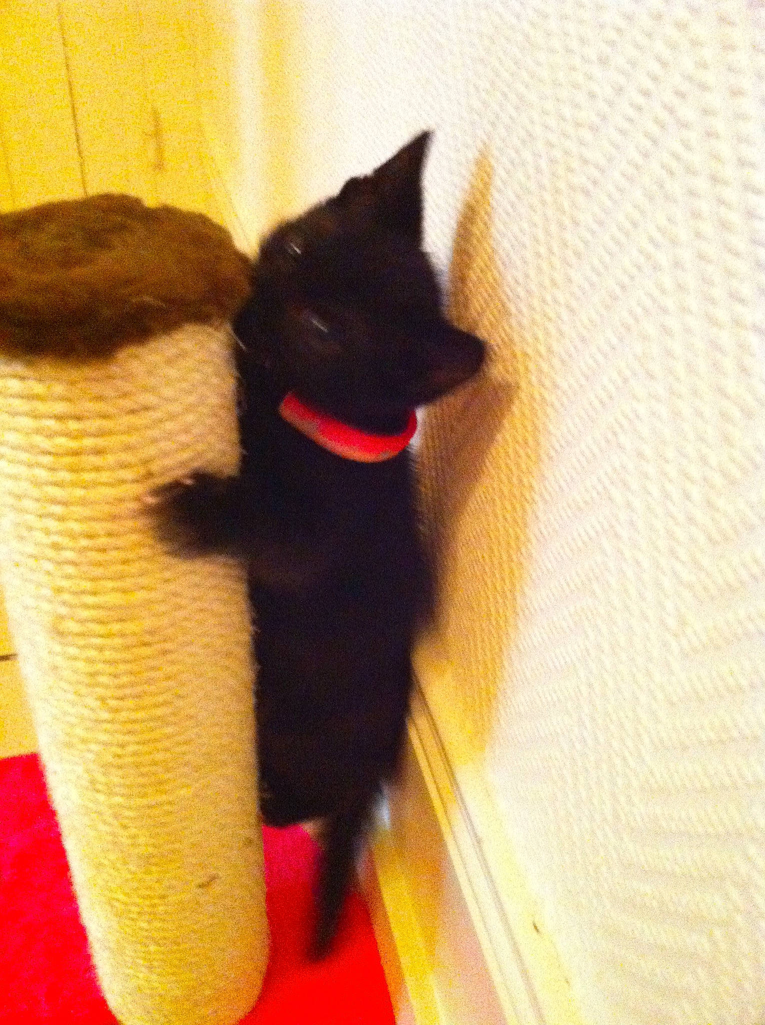 Fidji a rejoint le concours — aidez-le/la à gagner de superbes lots ! black_cat, bombay, carmine, carnivore, cat, claw, comfort, domestic_short_haired_cat, felidae, flooring, foot, fur, hardwood, paw, small_to_medium_sized_cats, snout, tail, terrestrial_animal, whiskers, wood