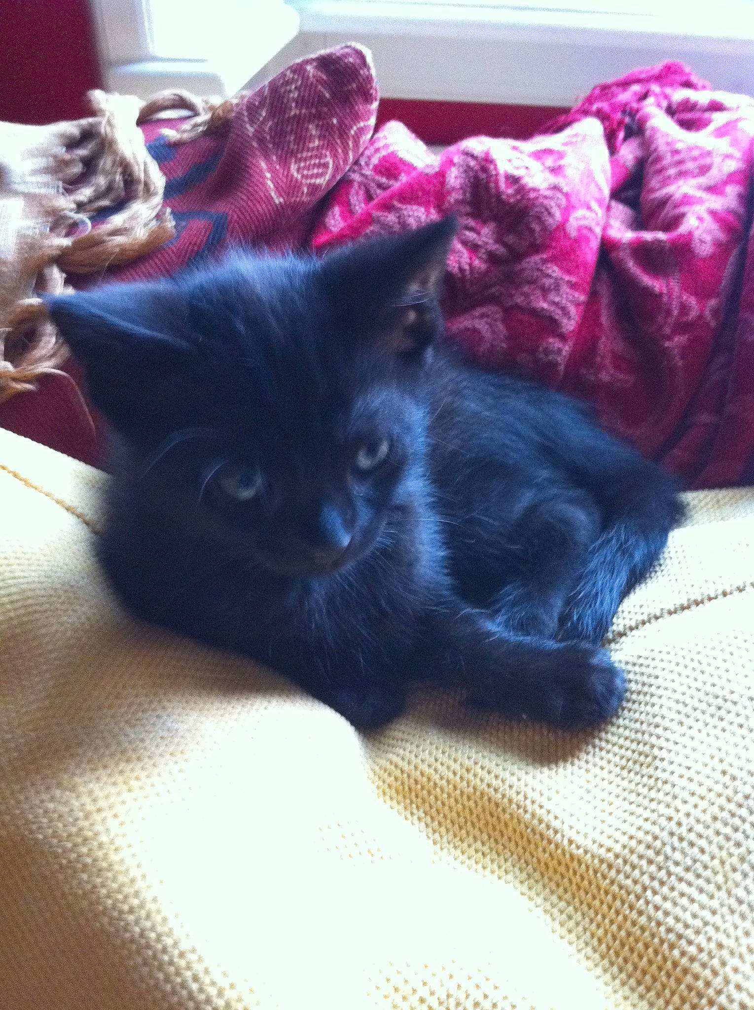 Fidji participe au concours pour gagner de l'argent avec cette photo : black_cat, bombay, canidae, carnivore, cat, cat_supply, claw, comfort, dog_breed, domestic_short_haired_cat, electric_blue, felidae, fur, linens, magenta, paw, room, small_to_medium_sized_cats, tail, whiskers