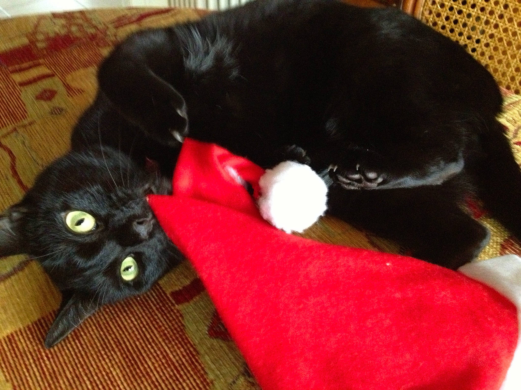 Fidji a rejoint le concours — aidez-le/la à gagner de superbes lots ! black_cat, bombay, carnivore, cat, cat_supply, comfort, companion_dog, dog_breed, dog_supply, domestic_short_haired_cat, felidae, fur, mammal, pet_supply, small_to_medium_sized_cats, snout, tail, toy, vertebrate, whiskers