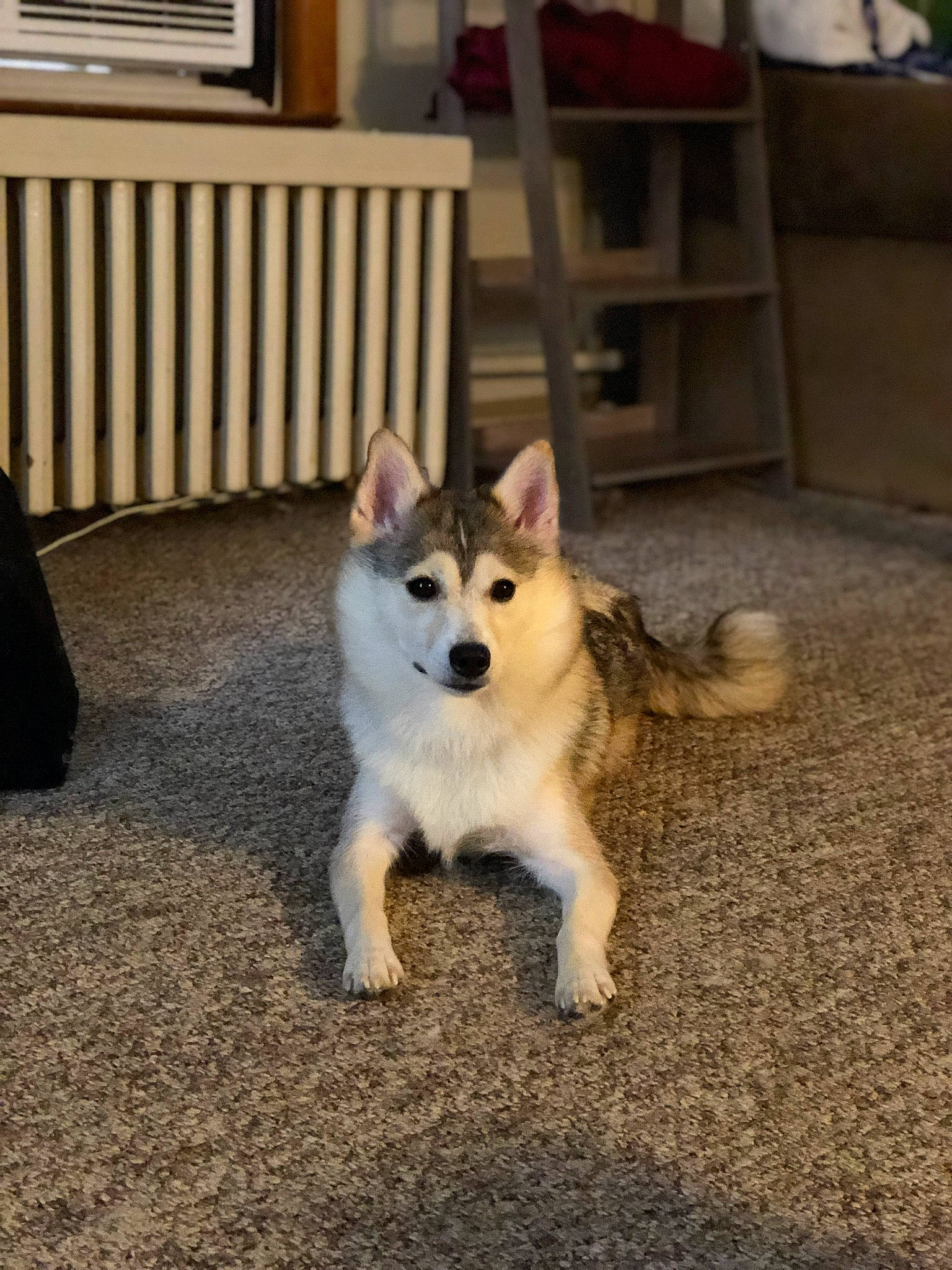 Maddie is registered to the contest to win money with this photo: alaskan_malamute, canidae, carnivore, dog, dog_breed, east_siberian_laika, fawn, icelandic_sheepdog, mammal, native_american_indian_dog, norwegian_buhund, norwegian_lundehund, rare_breed_dog, siberian_husky, swedish_vallhund, tamaskan_dog, thai_bangkaew_dog, vertebrate, west_siberian_laika, wolfdog