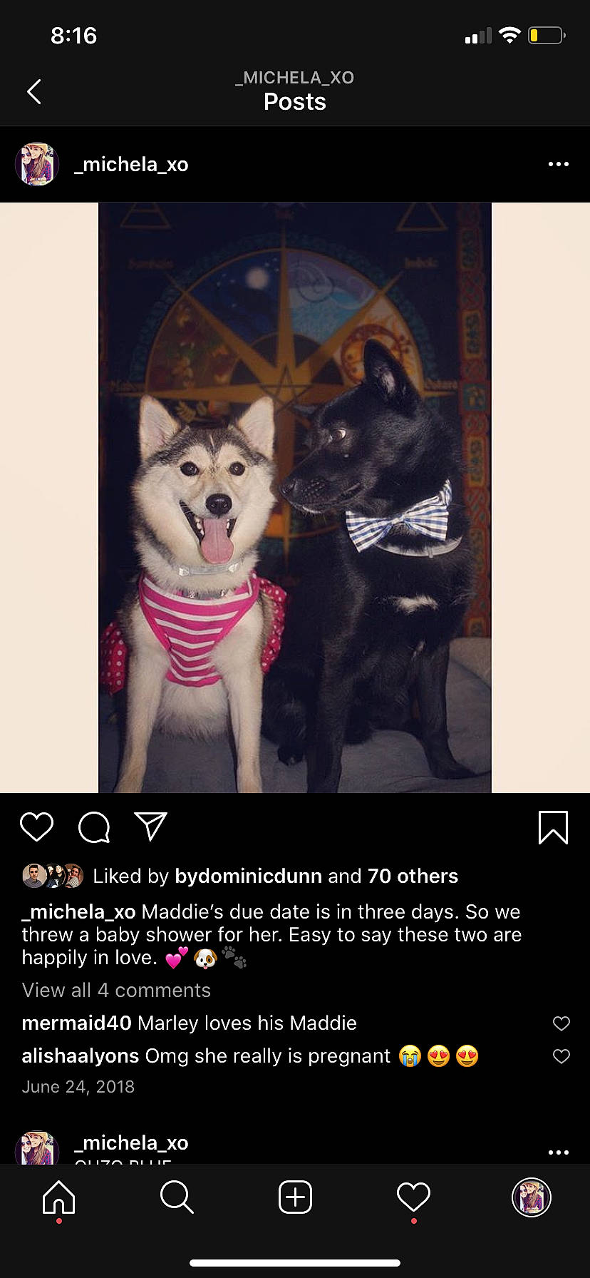 Maddie is registered to the contest to win money with this photo: akita, alaskan_malamute, canidae, carnivore, dog, dog_breed, font, photo_caption, photography, poster, sakhalin_husky, siberian_husky, sled_dog, wolfdog
