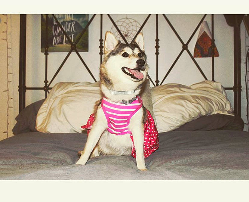 Maddie joined the competition — help win amazing prizes! alaskan_klee_kai, alaskan_malamute, ancient_dog_breeds, bow_tie, canidae, carnivore, dog, dog_breed, fashion_accessory, fur, leash, mammal, rare_breed_dog, siberian_husky, sled_dog, tie, wolfdog