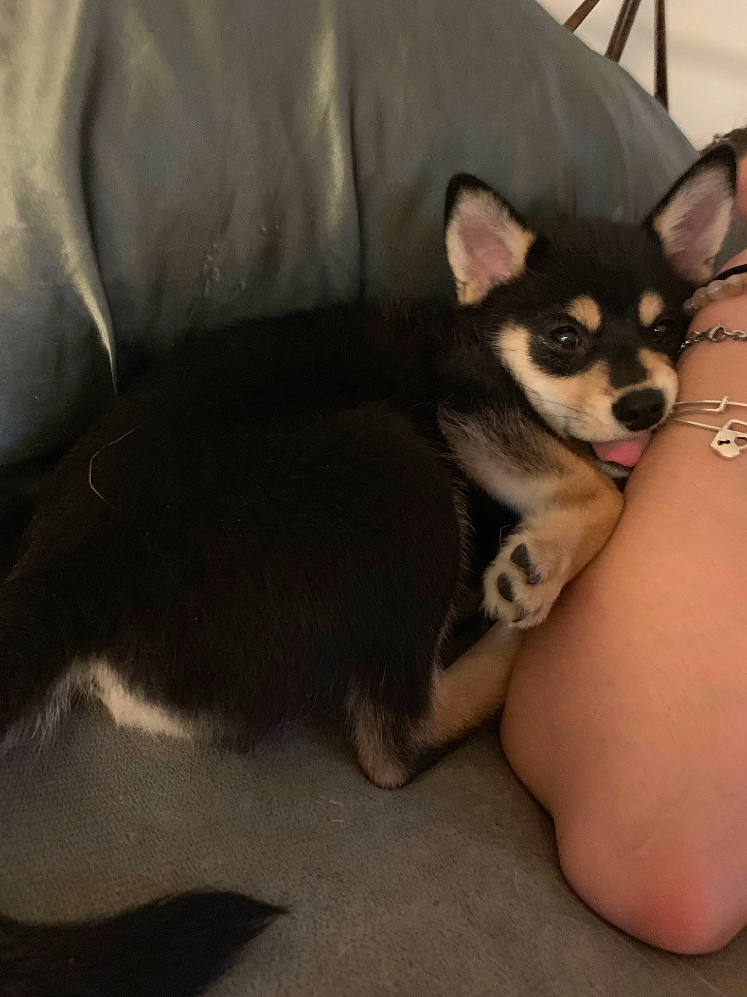 Mowgli joined the competition — help win amazing prizes! alaskan_klee_kai, canidae, carnivore, chihuahua, companion_dog, corgi_chihuahua, dog, dog_breed, mammal, miniature_siberian_husky, puppy, rare_breed_dog, siberian_husky, snout, tail, toy_dog, vertebrate, whiskers