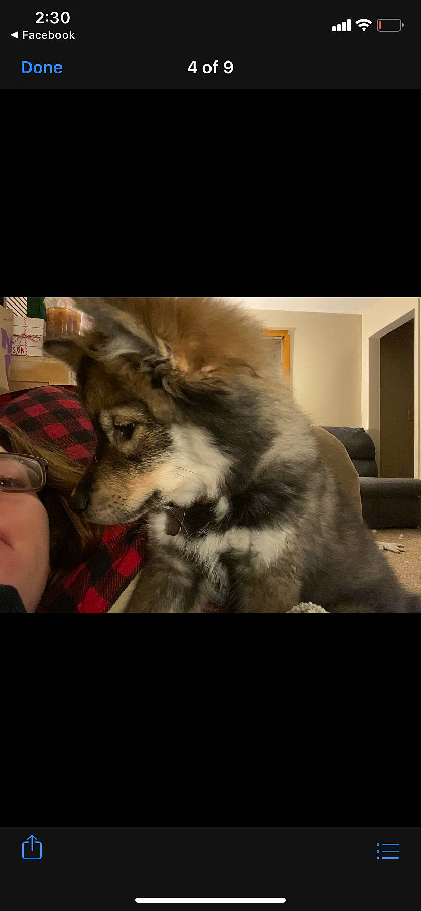 Mikey is registered to the contest to win money with this photo: alaskan_malamute, australian_shepherd, canidae, carnivore, cat, dog, dog_breed, ear, fur, miniature_schnauzer, puppy, puppy_love, schnauzer
