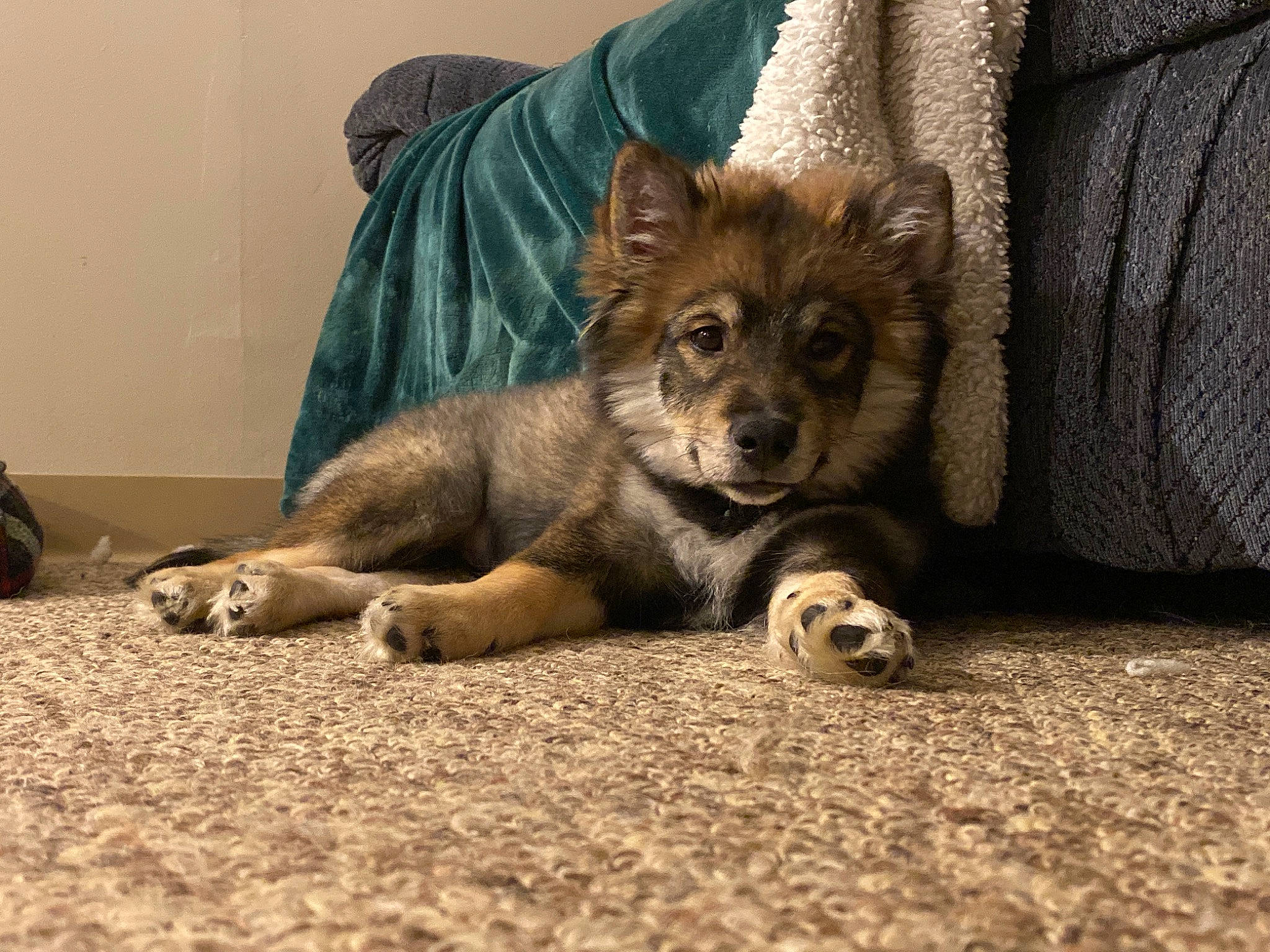 Mikey joined the competition — help win amazing prizes! canidae, carnivore, czechoslovakian_wolfdog, dog, dog_breed, eurasier, finnish_lapphund, fur, mammal, native_american_indian_dog, northern_inuit_dog, paw, puppy, shikoku, snout, swedish_vallhund, vertebrate, wolfdog