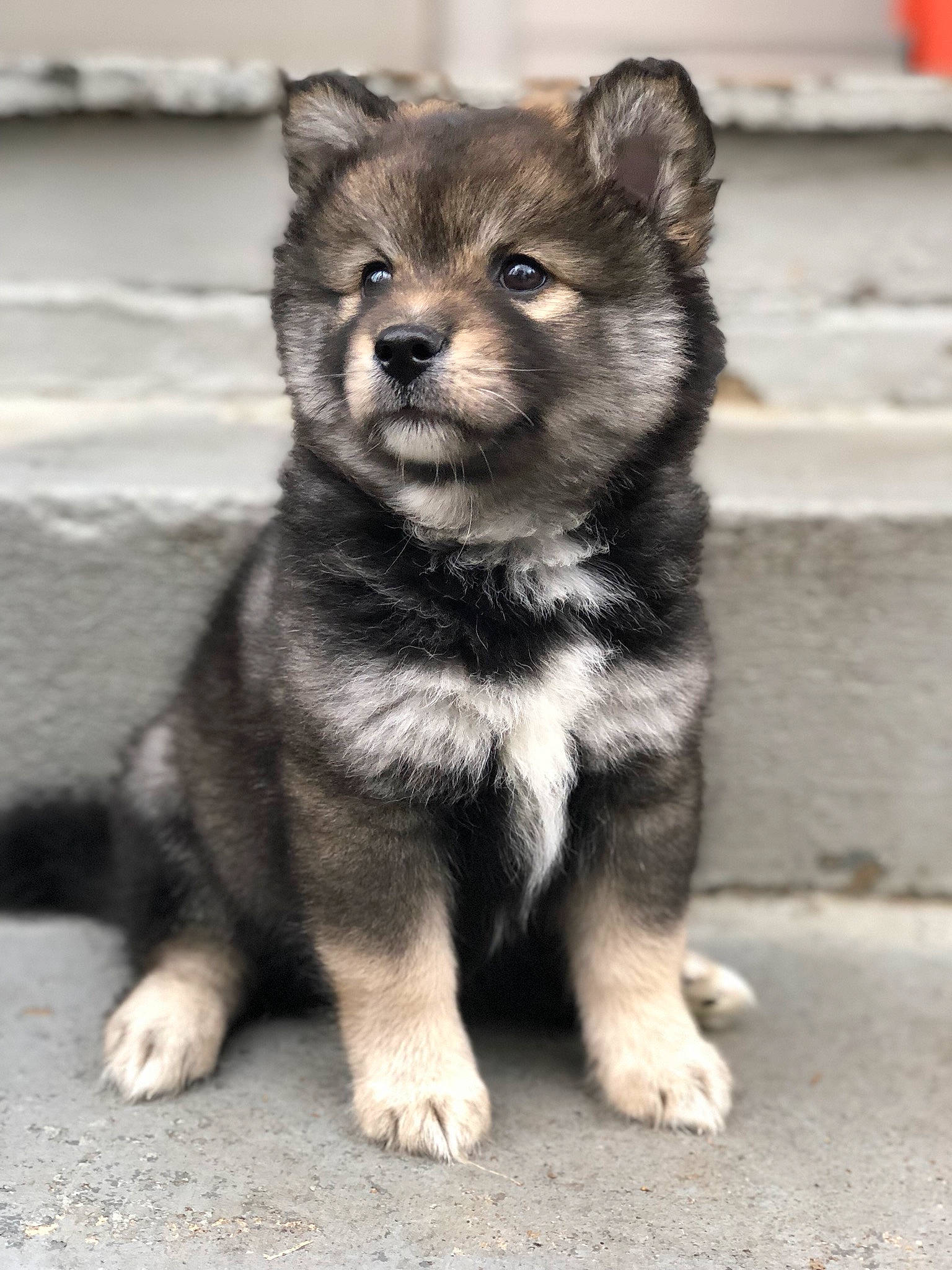 Mikey is registered to the contest to win money with this photo: alaskan_malamute, ancient_dog_breeds, canidae, carnivore, dog, dog_breed, finnish_lapphund, jamthund, lapponian_herder, mammal, native_american_indian_dog, puppy, rare_breed_dog, sakhalin_husky, shikoku, siberian_husky, snout, swedish_vallhund, vertebrate, wolfdog