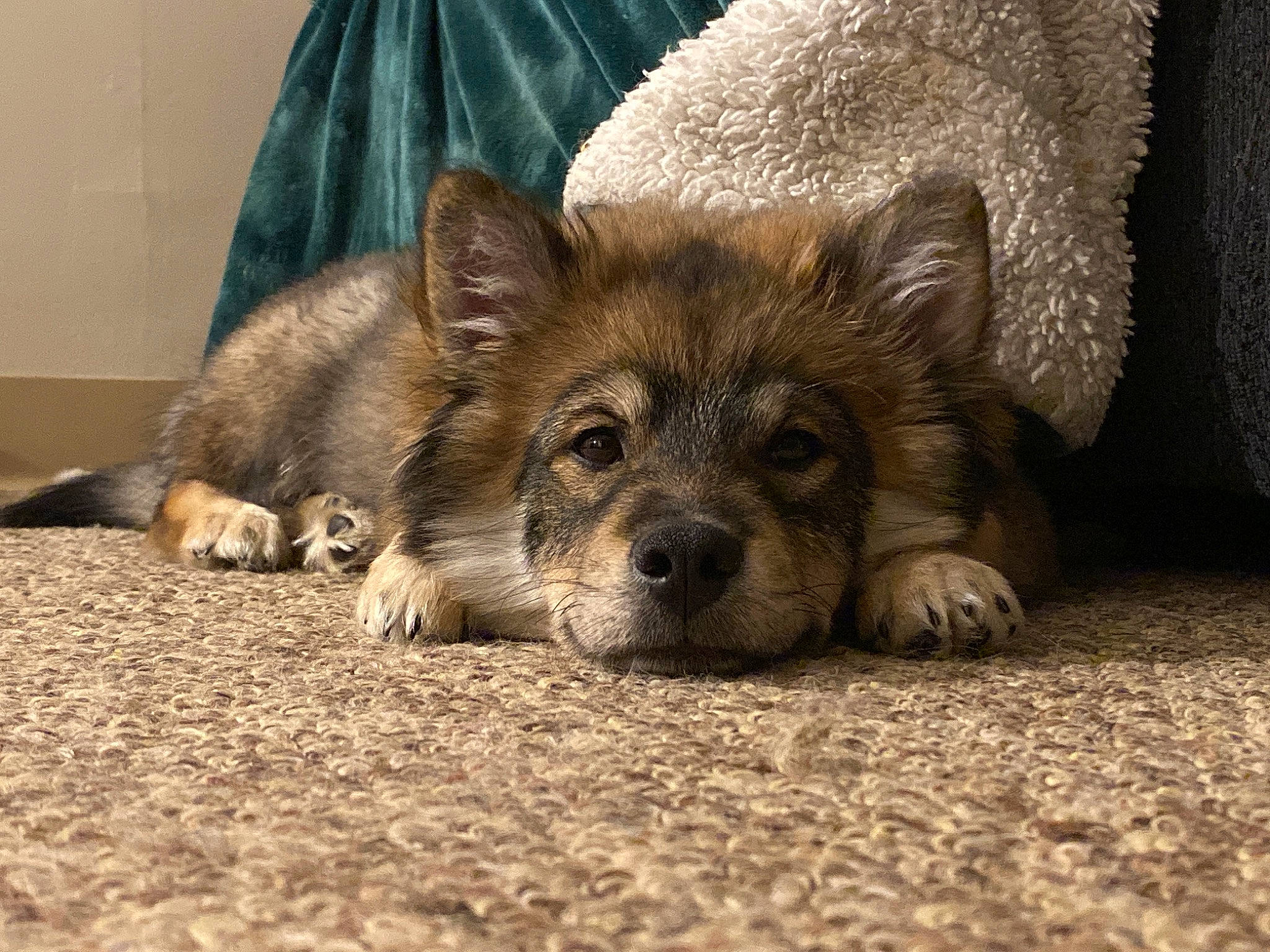 Mikey is registered to the contest to win money with this photo: canidae, carnivore, dog, dog_breed, fawn, mammal, norwegian_elkhound, puppy, rare_breed_dog, snout, swedish_vallhund, vertebrate, wolfdog