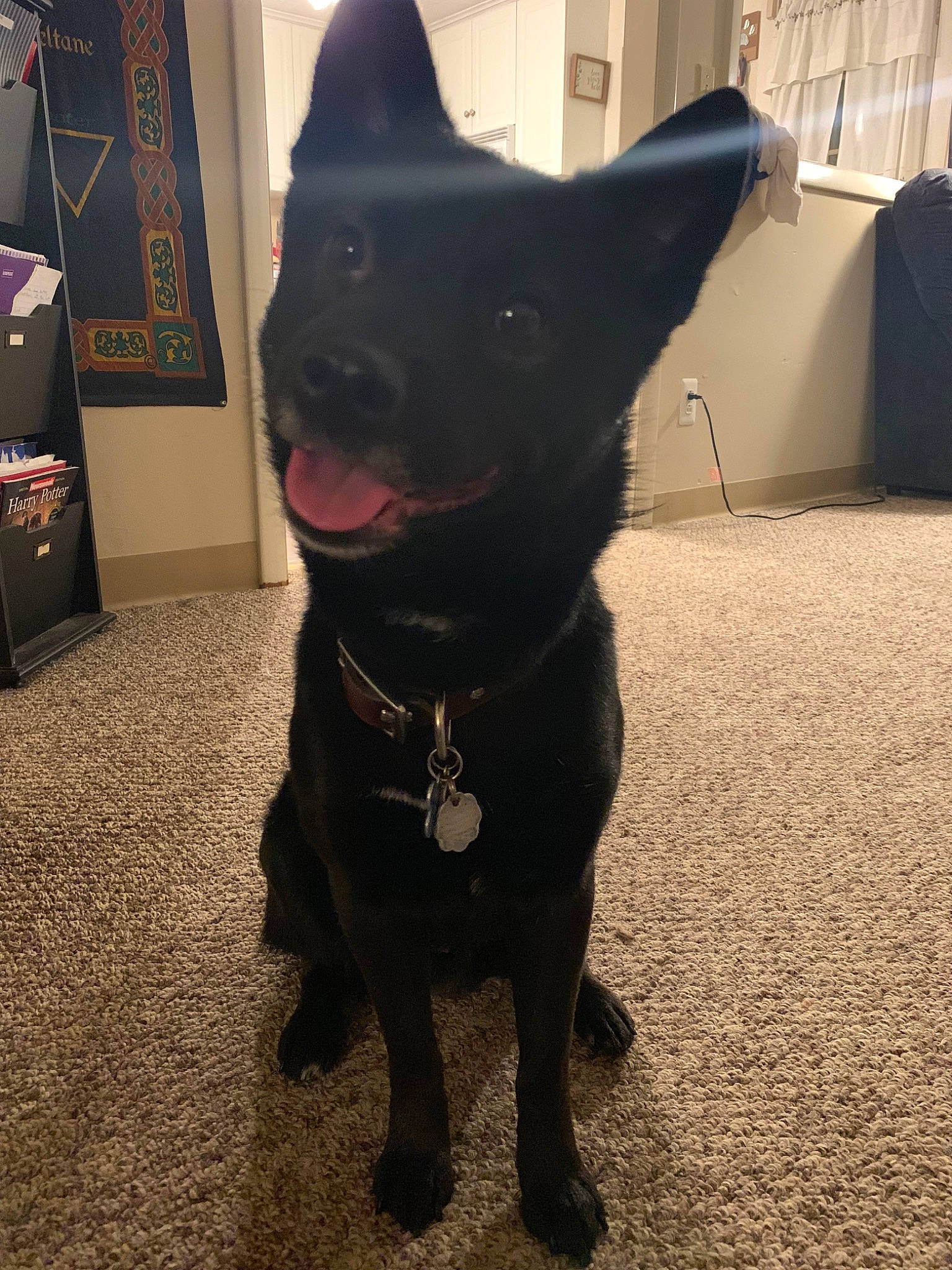 Marley is registered to the contest to win money with this photo: australian_kelpie, black, black_cat, black_norwegian_elkhound, canidae, carnivore, cat, collar, dog, dog_breed, dog_collar, fashion_accessory, formosan_mountain_dog, mammal, non_sporting_group, schipperke, snout, sporting_group, tail, vertebrate