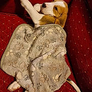 Archie is registered to the contest to win money with this photo: dog, puppy, beagle, blanket, paw_prints, couch, red_couch, relaxed, snug, pet, animal, indoor, fur, tail, lying_down, cute, cozy, home, resting, comfort