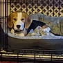 beagle, puppy, dog, dog_bed, crate, pet, indoor, carpet, blanket, resting, animal, furniture, home, cage, cute, young_dog, relaxed, domestic, patterned_wall, cozy