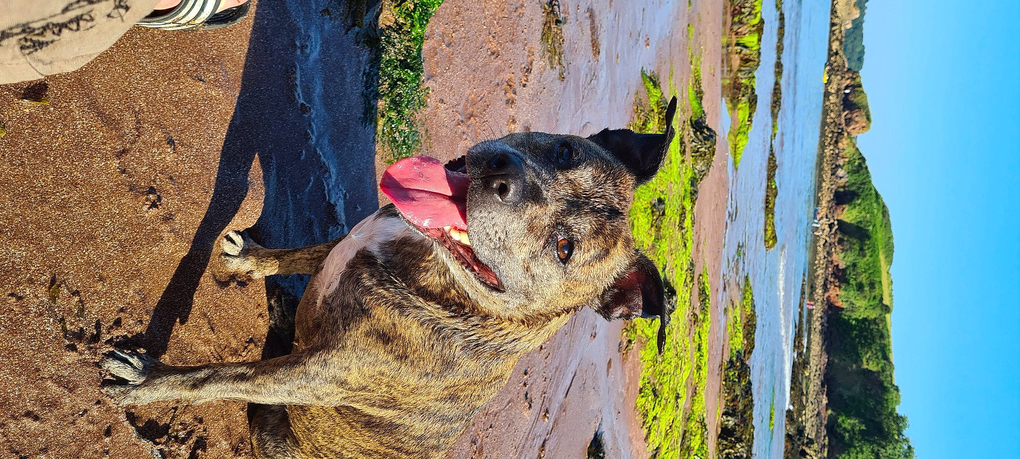 Summer joined the competition — help win amazing prizes! canidae, carnivore, dog, dog_breed, fawn, fur, grass, landscape, livestock, plant, snout, soil, sporting_group, terrestrial_animal, tree, trunk, wildlife, wood, working_animal, working_dog