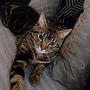 Tigrou a rejoint le concours — aidez-le/la à gagner de superbes lots ! cat, tabby, pet, animal, feline, couch, pillow, indoor, relaxed, stretching, whiskers, fur, striped, paw, eyes, home, cozy, furniture, resting, cute