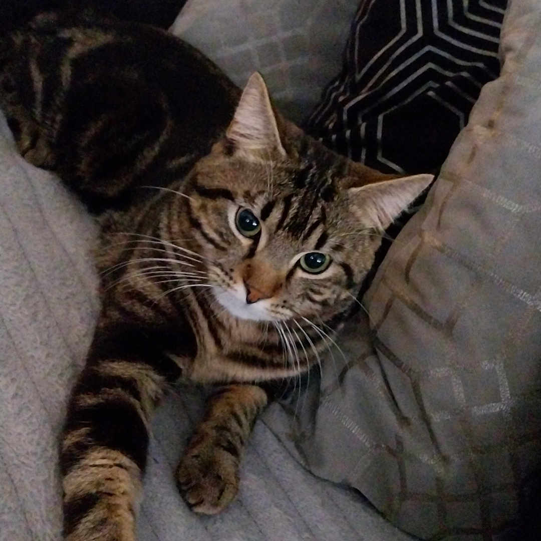 Tigrou a rejoint le concours — aidez-le/la à gagner de superbes lots ! animal, cat, couch, cozy, cute, eyes, feline, fur, furniture, home, indoor, paw, pet, pillow, relaxed, resting, stretching, striped, tabby, whiskers