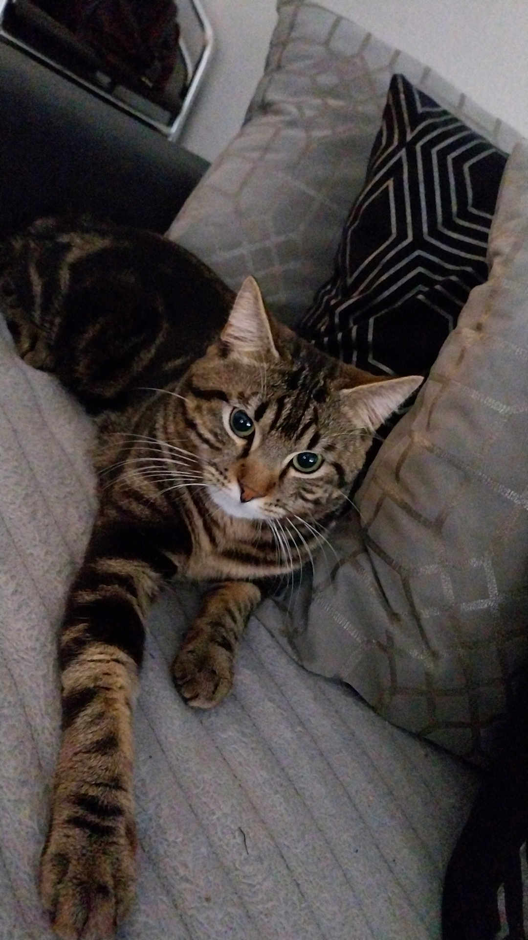 Tigrou a rejoint le concours — aidez-le/la à gagner de superbes lots ! cat, tabby, pet, animal, feline, couch, pillow, indoor, relaxed, stretching, whiskers, fur, striped, paw, eyes, home, cozy, furniture, resting, cute