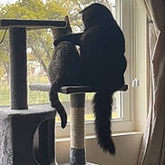 Peanut is registered to the contest to win money with this photo: animal, cat, cat_tree, cats, comfort, companionship, cozy, curtains, daylight, feline, friendship, home, indoor, looking_outside, nature_view, paw, pets, sitting, tail, window