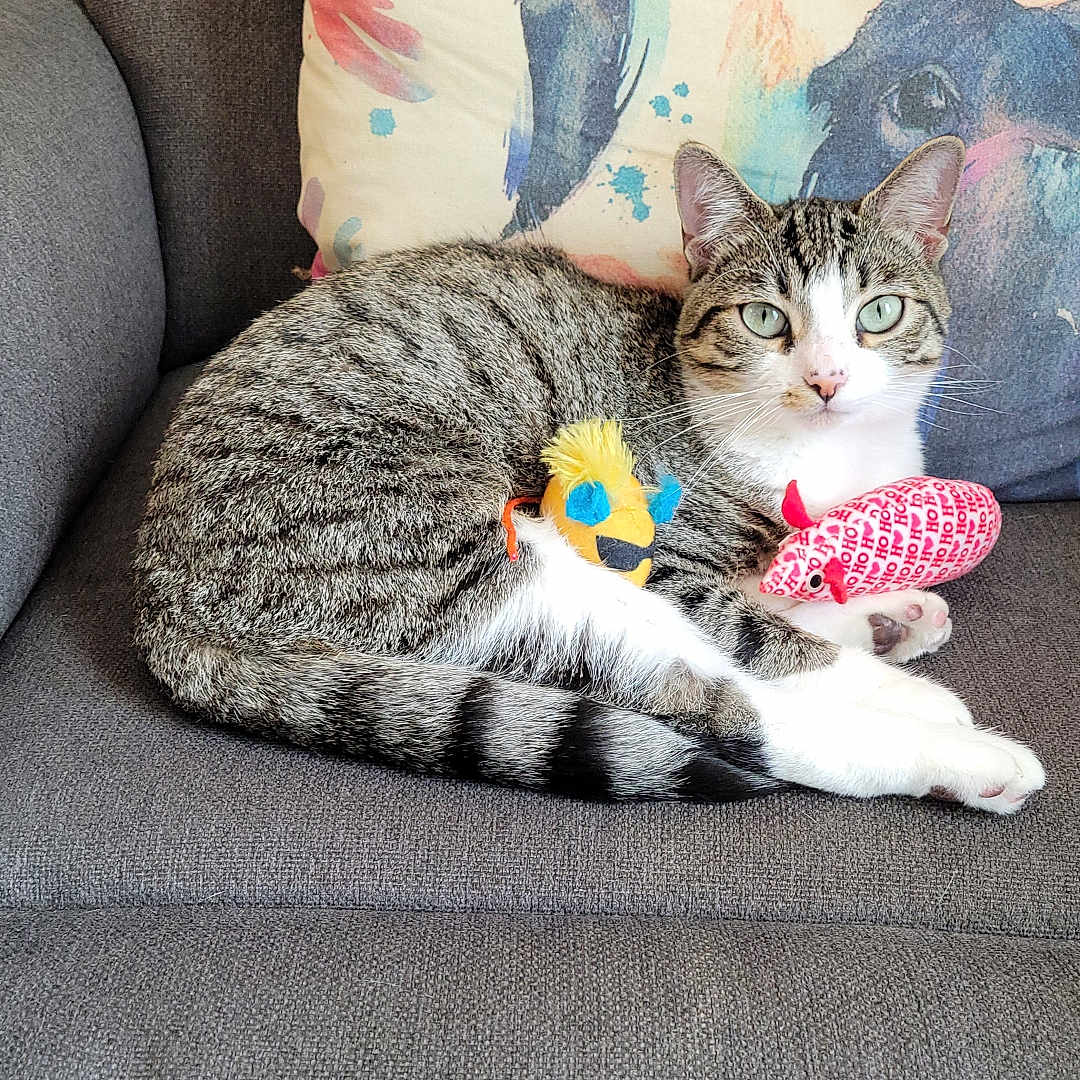 Peanut joined the competition — help win amazing prizes! abyssinian, animal, architecture, building, cat, chair, couch, cushion, furniture, homedecor, indoors, kitten, livingroom, manx, person, pet, pillow, plush, room, sleeping