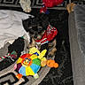 puppy, dog, toy, plush_toy, rope_toy, red_clothing, rug, blanket, couch, indoor, pet, animal, small_dog, black_dog, brown_dog, sitting, cute, playful, floor, home