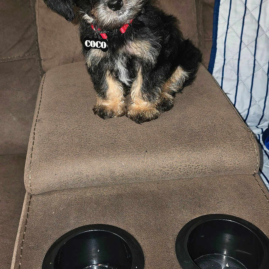Coco is registered to the contest to win money with this photo: puppy, dog, pet, brown_recliner, couch, cup_holders, collar, indoor, furniture, small_dog, fluffy, cute, animal, sitting, tilted_head, black_dog, tan_markings, domestic, young_dog, companion