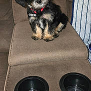 Coco joined the competition — help win amazing prizes! puppy, dog, pet, cute, small_dog, brown_furniture, recliner, armrest, cup_holders, indoor, black_dog, tan_markings, collar, pet_tag, seated, looking_up, fluffy, adorable, animal, companion