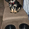 puppy, dog, pet, cute, small_dog, brown_furniture, recliner, armrest, cup_holders, indoor, black_dog, tan_markings, collar, pet_tag, seated, looking_up, fluffy, adorable, animal, companion