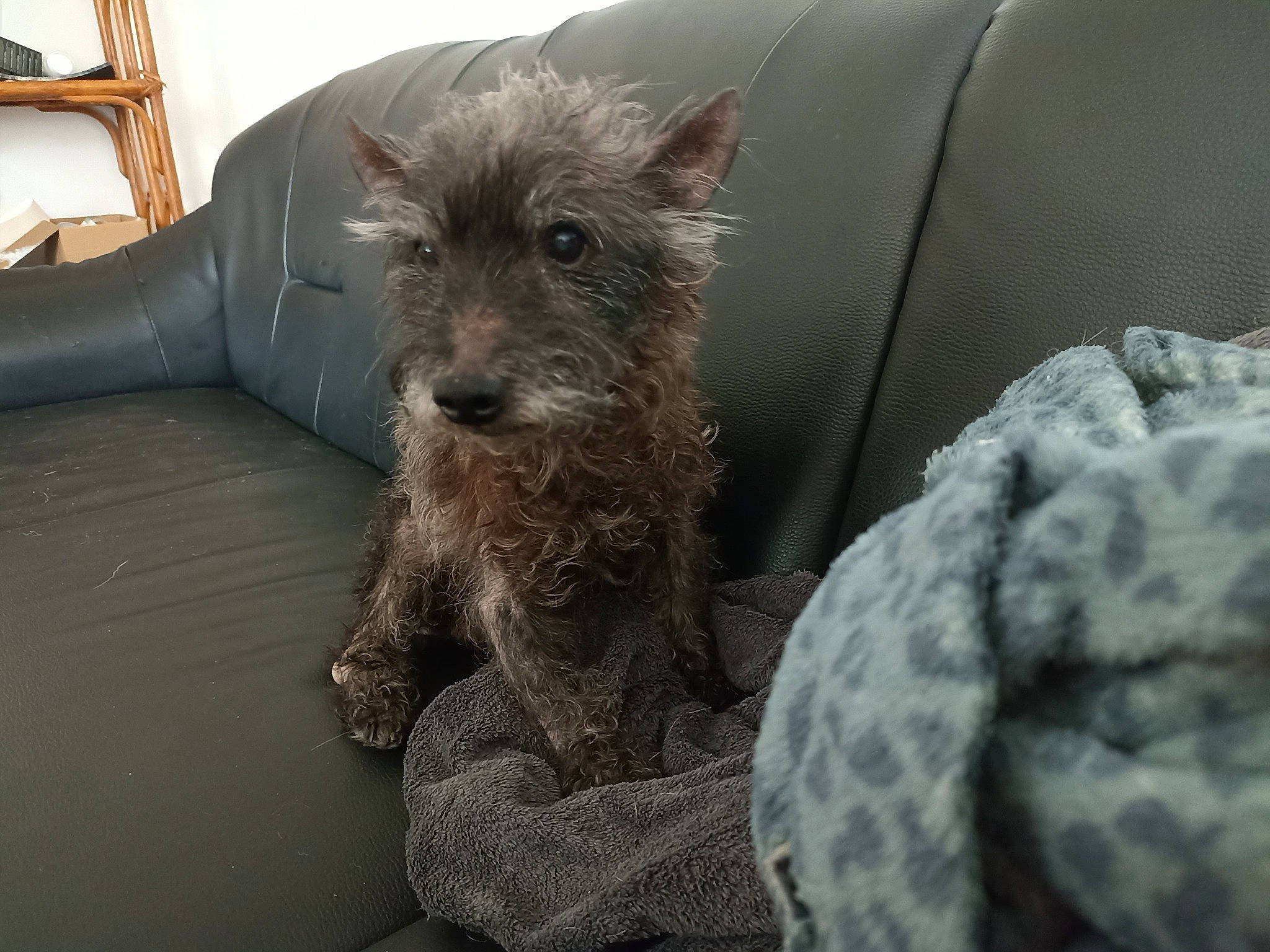 Mickey a rejoint le concours — aidez-le/la à gagner de superbes lots ! carnivore, comfort, companion_dog, dog, dog_breed, fur, small_terrier, sporting_group, terrier, toy_dog, water_dog, windshield, working_animal