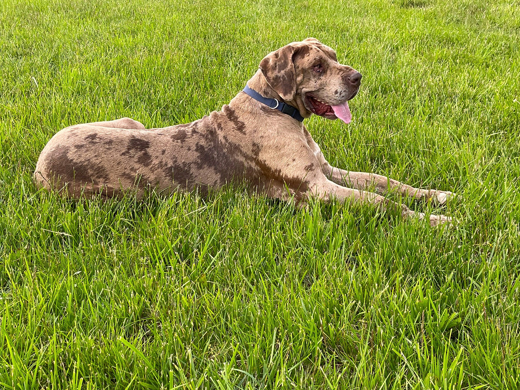 Drake joined the competition — help win amazing prizes! canidae, carnivore, collar, companion_dog, dog, dog_breed, dog_collar, fawn, german_shorthaired_pointer, grass, grassland, groundcover, gun_dog, liver, meadow, plant, prairie, tail, terrestrial_animal, working_animal