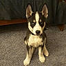 Azure Shine joined the competition — help win amazing prizes! puppy, dog, husky, blue_eyes, carpet, indoor, pet, sitting, fur, animal, canine, ears, young, cute, collar, furniture, household, portrait, attention, looking