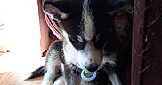 Azure Shine is registered to the contest to win money with this photo: puppy, husky, dog, indoor, wooden_floor, vent, pacifier, shadow, light, curious, pet, young_dog, floor, cozy, animal, fur, black_and_white, ears, sitting, nose
