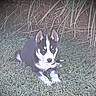 Azure Shine is registered to the contest to win money with this photo: puppy, dog, husky, grass, outdoor, animal, pet, canine, nature, young, laying, black_and_white, fur, ears, face, eyes, nose, plants, leafy, daylight
