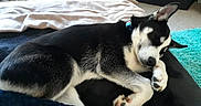 Azure Shine is registered to the contest to win money with this photo: animal, bed, black_and_white, blanket, carpet, collar, comfort, cozy, dog, domestic, fur, indoor, laundry_basket, paw, pet, quiet, relaxation, resting, shoes, sleeping