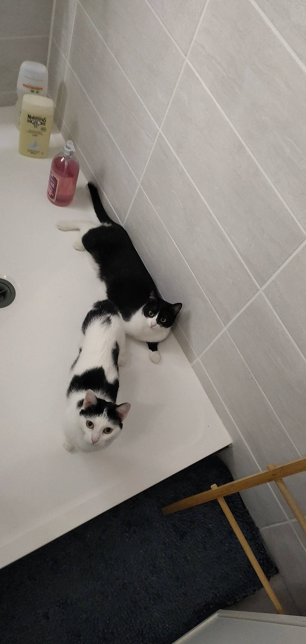 Reveuse participe au concours pour gagner de l'argent avec cette photo : bathroom, canidae, carnivore, cat, dog_breed, felidae, floor, flooring, fur, hardwood, leg, monochrome_photography, paper_towel, pet_supply, room, small_to_medium_sized_cats, sporting_group, tail, whiskers, wood