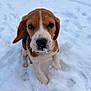 puppy, beagle, dog, snow, outdoor, cute, animal, pet, winter, fur, whiskers, nose, ears, playful, young, adorable, portrait, sitting, cold, nature