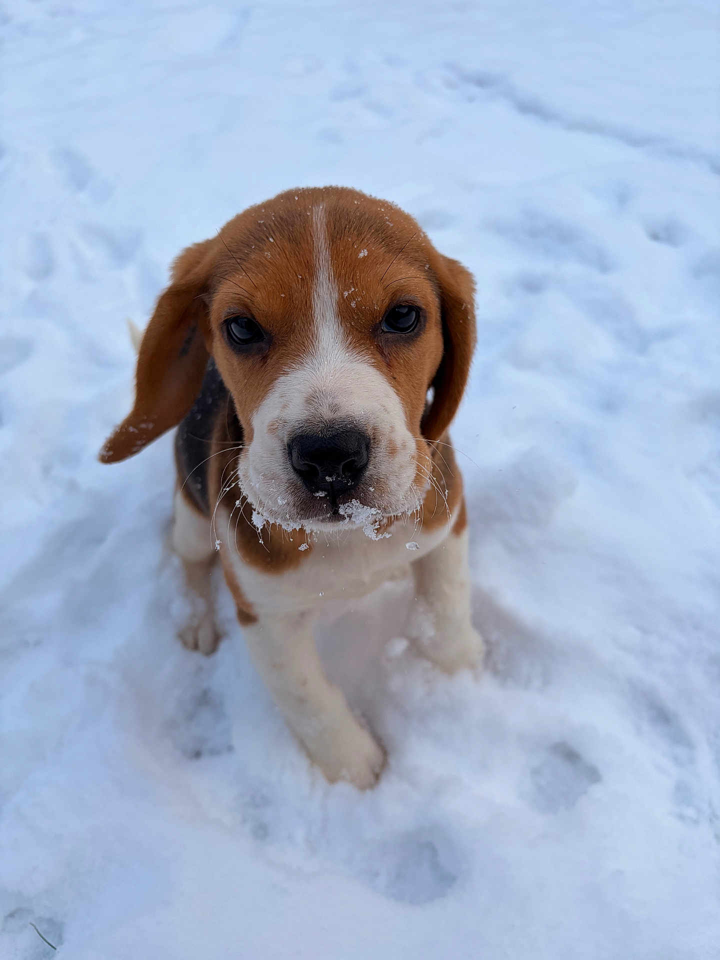 Aïko a rejoint le concours — aidez-le/la à gagner de superbes lots ! puppy, beagle, dog, snow, outdoor, cute, animal, pet, winter, fur, whiskers, nose, ears, playful, young, adorable, portrait, sitting, cold, nature