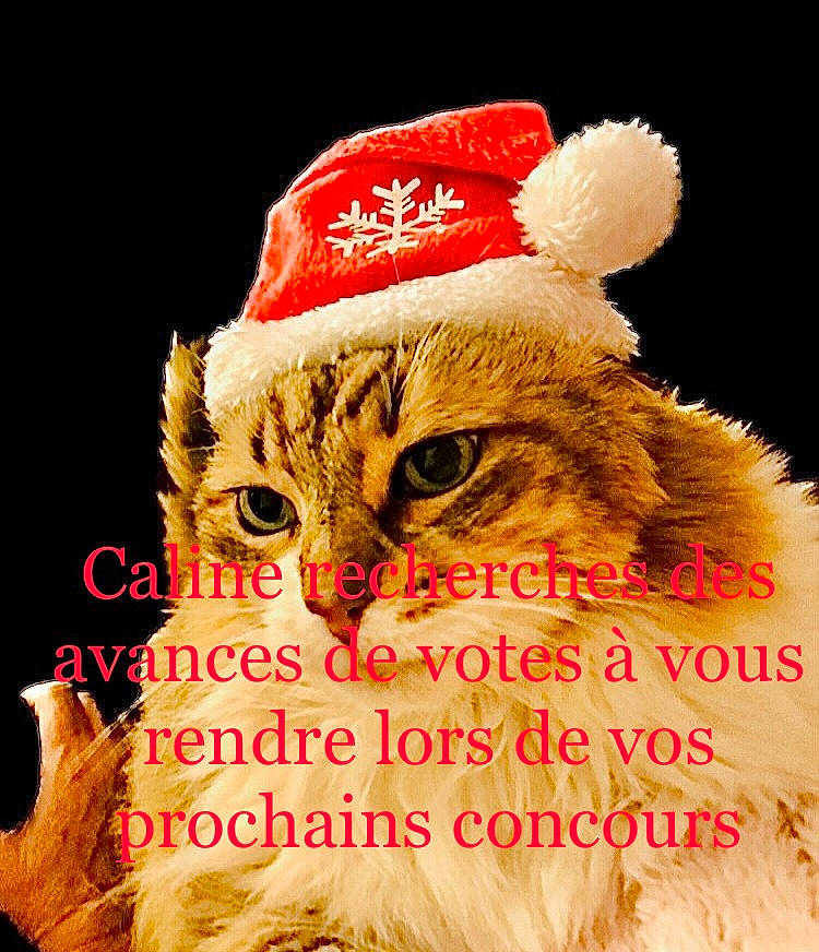 Caline a rejoint le concours — aidez-le/la à gagner de superbes lots ! carnivore, cat, christmas, christmas_eve, event, felidae, fictional_character, font, fur, greeting, greeting_card, happy, hat, holiday, illustration, organism, photo_caption, santa_claus, small_to_medium_sized_cats, whiskers