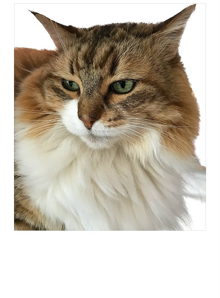 Caline a rejoint le concours — aidez-le/la à gagner de superbes lots ! british_longhair, carnivore, cat, domestic_short_haired_cat, felidae, fur, illustration, paw, rectangle, small_to_medium_sized_cats, snout, terrestrial_animal, whiskers, wildlife, window