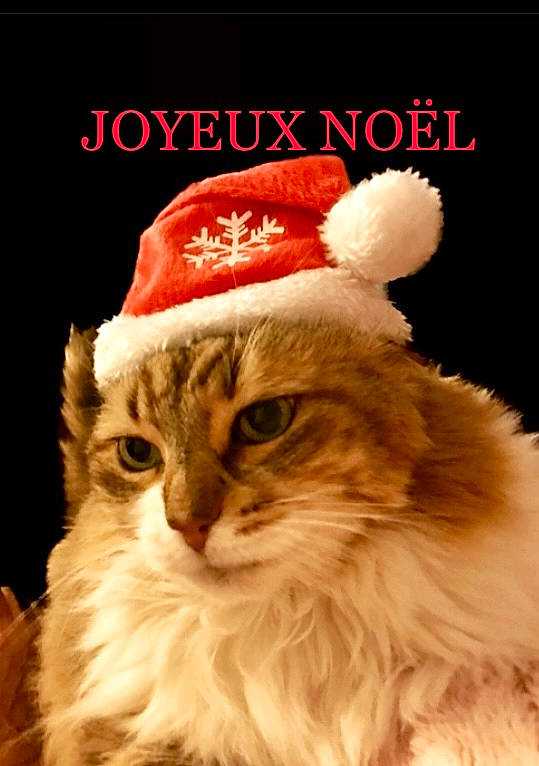 Caline a rejoint le concours — aidez-le/la à gagner de superbes lots ! art, carnivore, cat, event, felidae, font, fur, happy, holiday, illustration, paw, photo_caption, plant, ragdoll, santa_claus, small_to_medium_sized_cats, snout, terrestrial_animal, whiskers