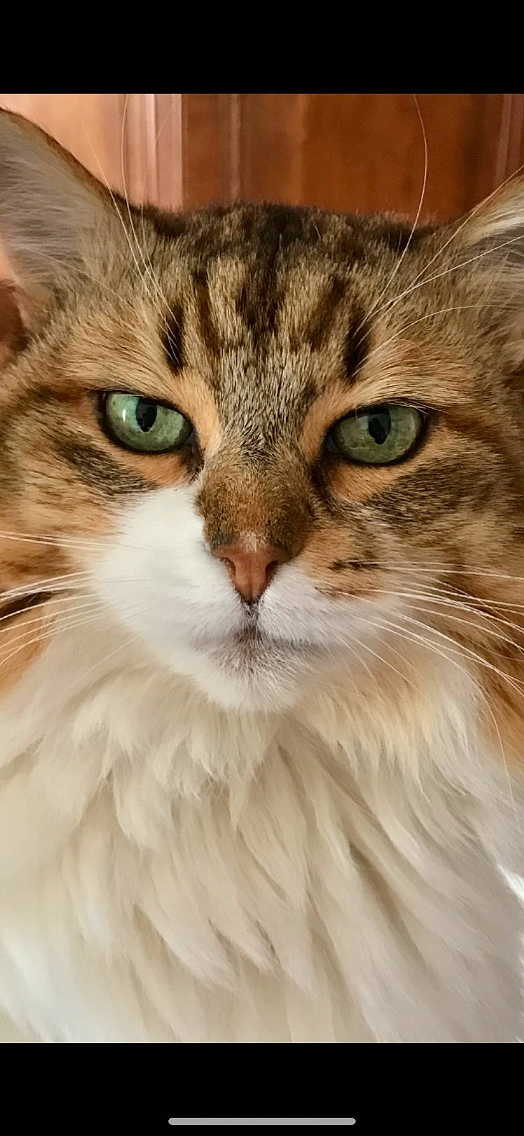 Caline participe au concours pour gagner de l'argent avec cette photo : carnivore, cat, close_up, eye, felidae, fur, grass, hair, head, iris, maine_coon, small_to_medium_sized_cats, snout, terrestrial_animal, whiskers