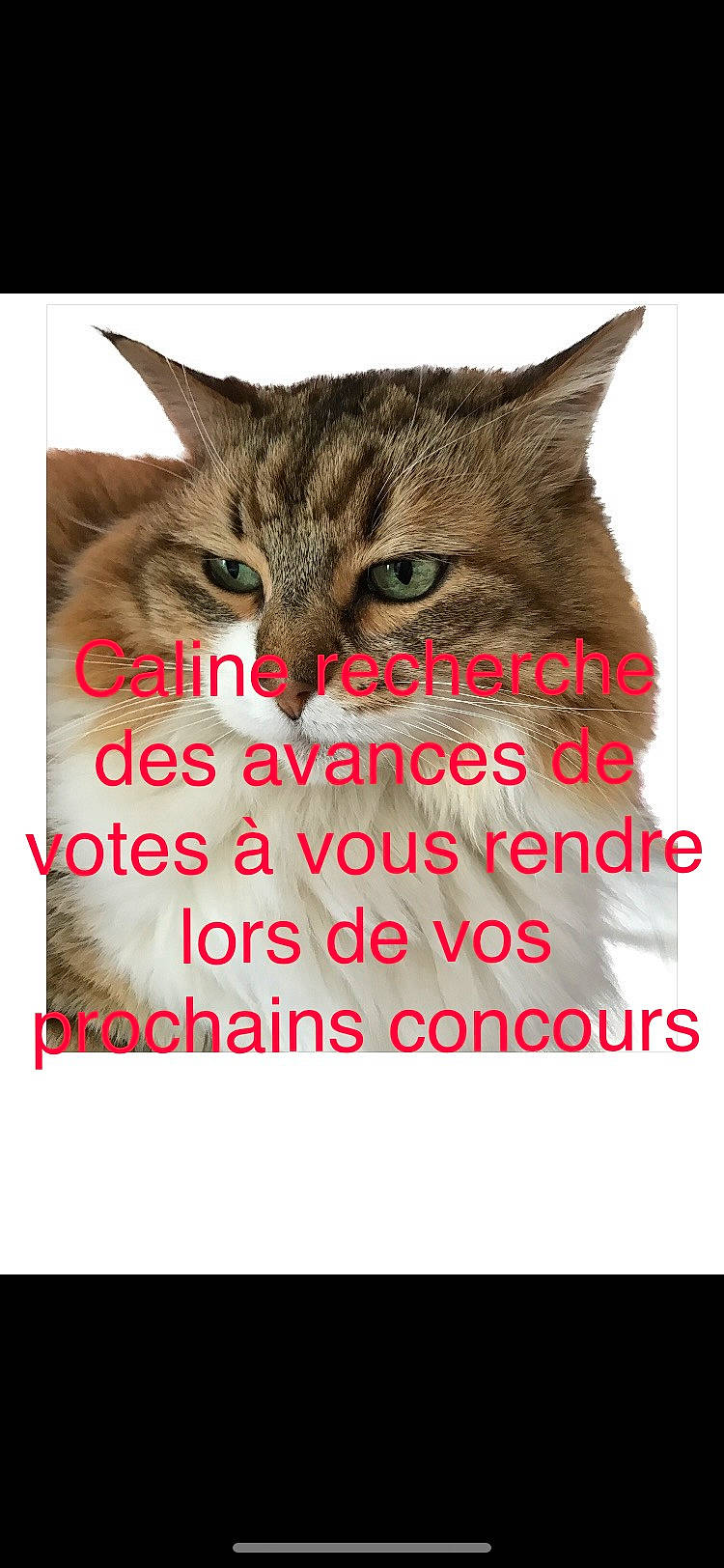 Caline participe au concours pour gagner de l'argent avec cette photo : art, carnivore, cat, domestic_short_haired_cat, event, felidae, font, fur, graphics, happy, holiday, paw, photo_caption, rectangle, screenshot, small_to_medium_sized_cats, snout, terrestrial_animal, whiskers, wildlife