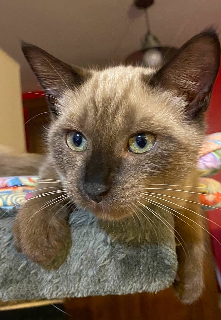 Daisy Et Jasmine a rejoint le concours — aidez-le/la à gagner de superbes lots ! balinese, birman, box, carnivore, cat, cat_furniture, cat_supply, claw, comfort, domestic_short_haired_cat, fawn, felidae, fur, pet_supply, russian_blue, siamese, small_to_medium_sized_cats, snout, terrestrial_animal, whiskers