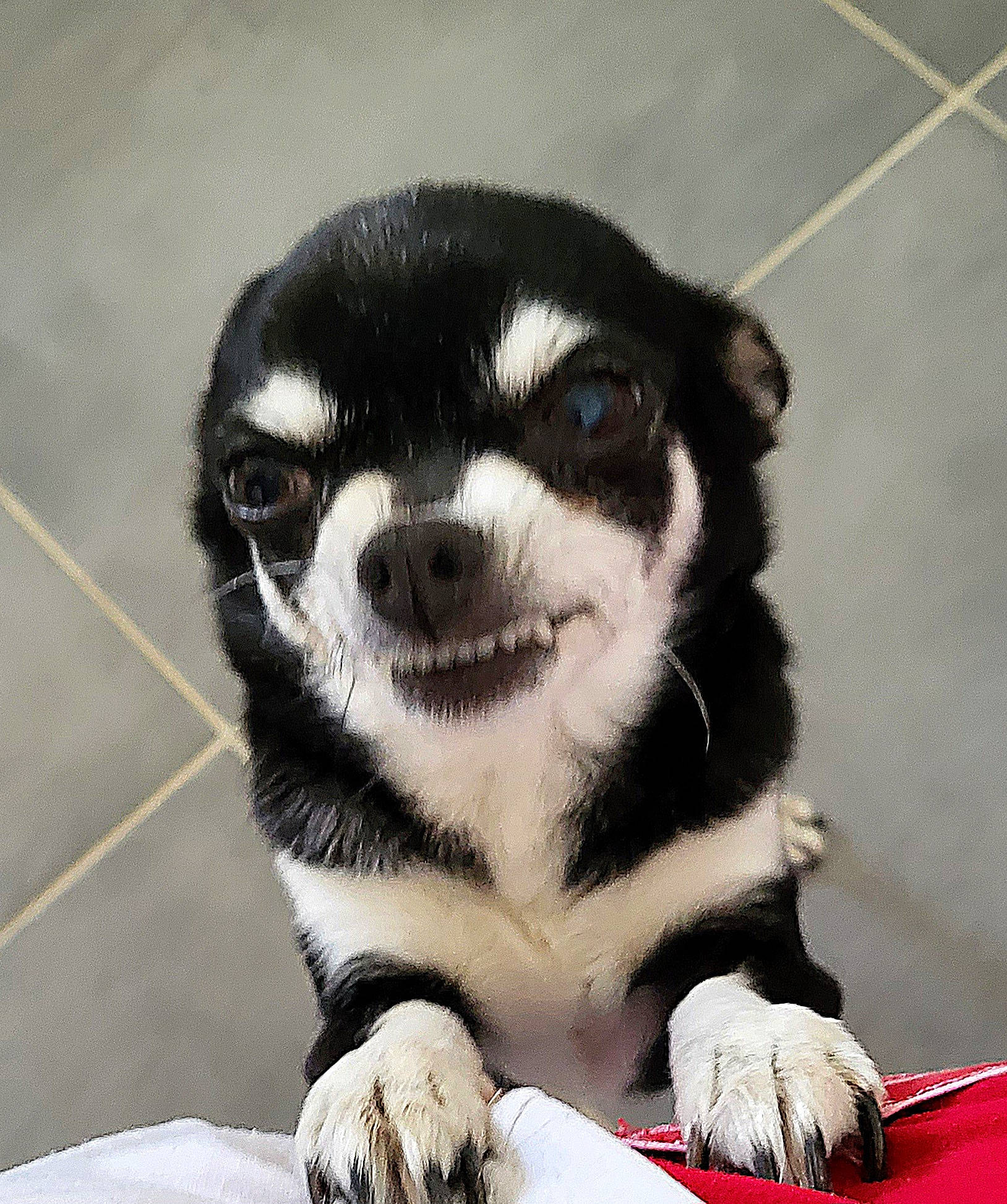 Sushi participe au concours pour gagner de l'argent avec cette photo : canidae, carnivore, companion_dog, dog, dog_breed, foot, fur, non_sporting_group, paw, snout, sporting_group, terrestrial_animal, whiskers, working_animal