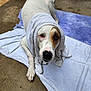 Toby is registered to the contest to win money with this photo: dog, towel, white, brown, lying_down, pet, animal, looking_up, concrete_floor, indoor, cute, ears, paw, snout, fur, expression, resting, blanket, domestic, portrait