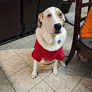 Toby is registered to the contest to win money with this photo: dog, red_sweater, indoor, tile_floor, leather_couch, wooden_chair, pet, sitting, looking_up, floor, furniture, home, cozy, animal, domestic, cute, companion, indoor_lighting, tile, mammal