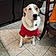 Toby