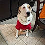 dog, red_sweater, indoor, tile_floor, leather_couch, wooden_chair, pet, sitting, looking_up, floor, furniture, home, cozy, animal, domestic, cute, companion, indoor_lighting, tile, mammal
