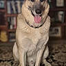 Justice is registered to the contest to win money with this photo: dog, german_shepherd, pet, animal, indoor, carpet, tongue_out, sitting, fur, ears, collar, smiling, friendly, home, bookshelf, blurred_background, floor, canine, mammal, portrait