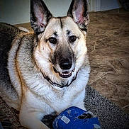 Justice is registered to the contest to win money with this photo: dog, german_shepherd, pet, indoor, carpet, toy, chewed_toy, floor, smile, ears, fur, collar, animal, canine, friendly, lying_down, looking_at_camera, brown_eyes, muzzle, house
