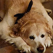 Prince Romeo is registered to the contest to win money with this photo: black_nose, blanket, brown_and_white, close_up, cozy, curled_up, dog, floppy_ears, fur, home, indoor, lying_down, paws, pet, portrait, puppy, relaxed, resting, sleeping, warm_lighting
